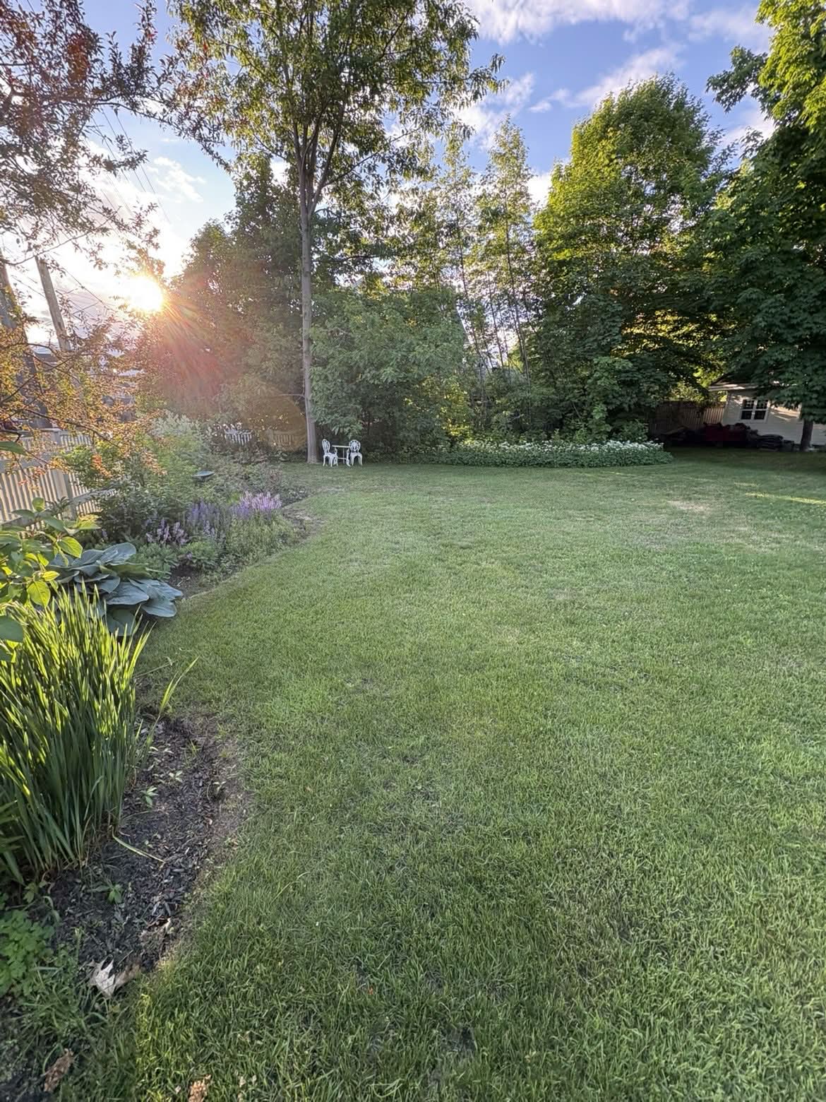 Freshly mowed backyard lawn at golden hour with garden border